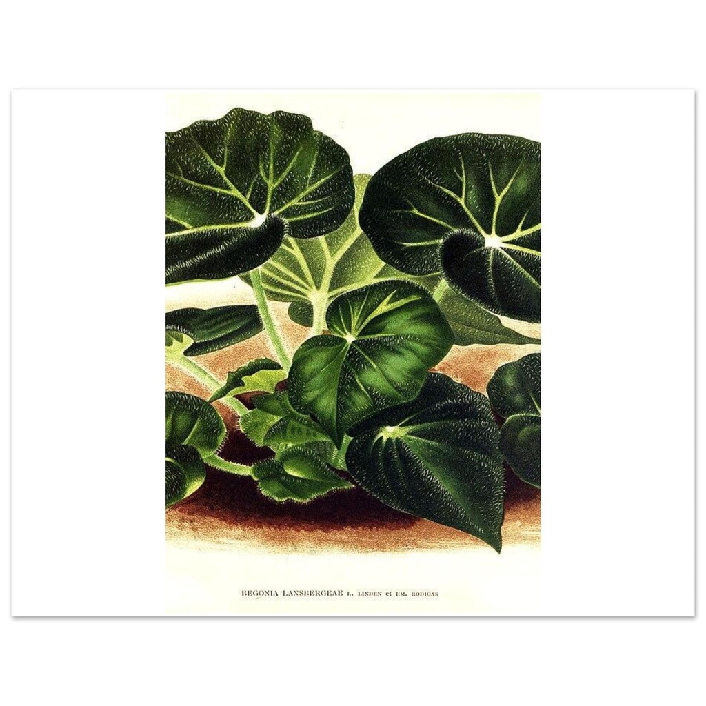 [35116AC] Begonia Botanical Art Print – Green Foliage