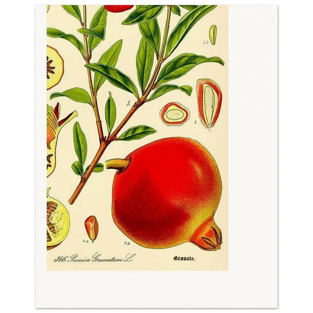 [53384AC] Pomegranate Botanical Art Print – Vintage Illustration