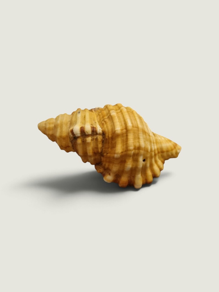 [AC-01343] Natural Seashell – Golden Brown & Cream Coastal Decor, 10 cm