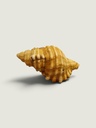 [AC-01343] Natural Seashell – Golden Brown & Cream Coastal Decor, 10 cm
